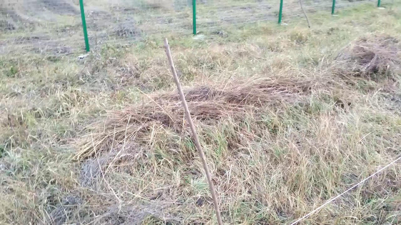 Посадка плодовых деревьев в тяжёлый грунт глина плюс чернозем. Краснадарскому край.