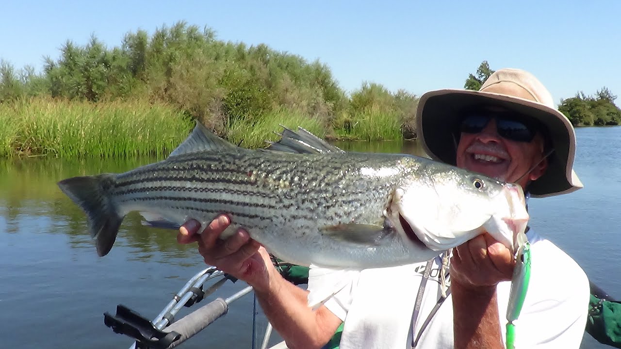'FALL RUN'  DELTA STRIPED BASS ... NOW!