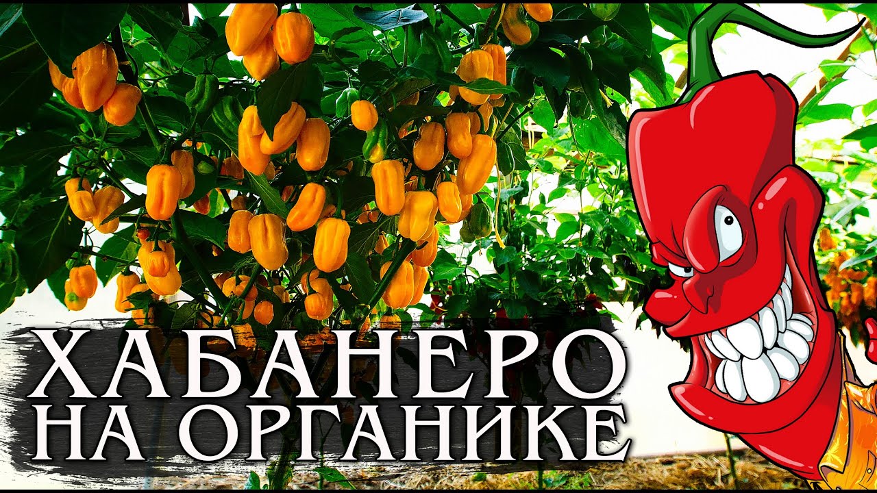 Перец Хабанеро. Выращиваем на органике!