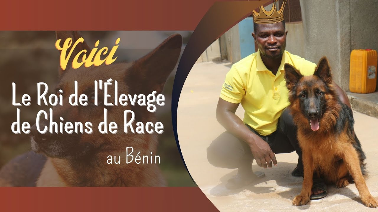 Il fait fortune dans l’élevage de chiens de race au Bénin