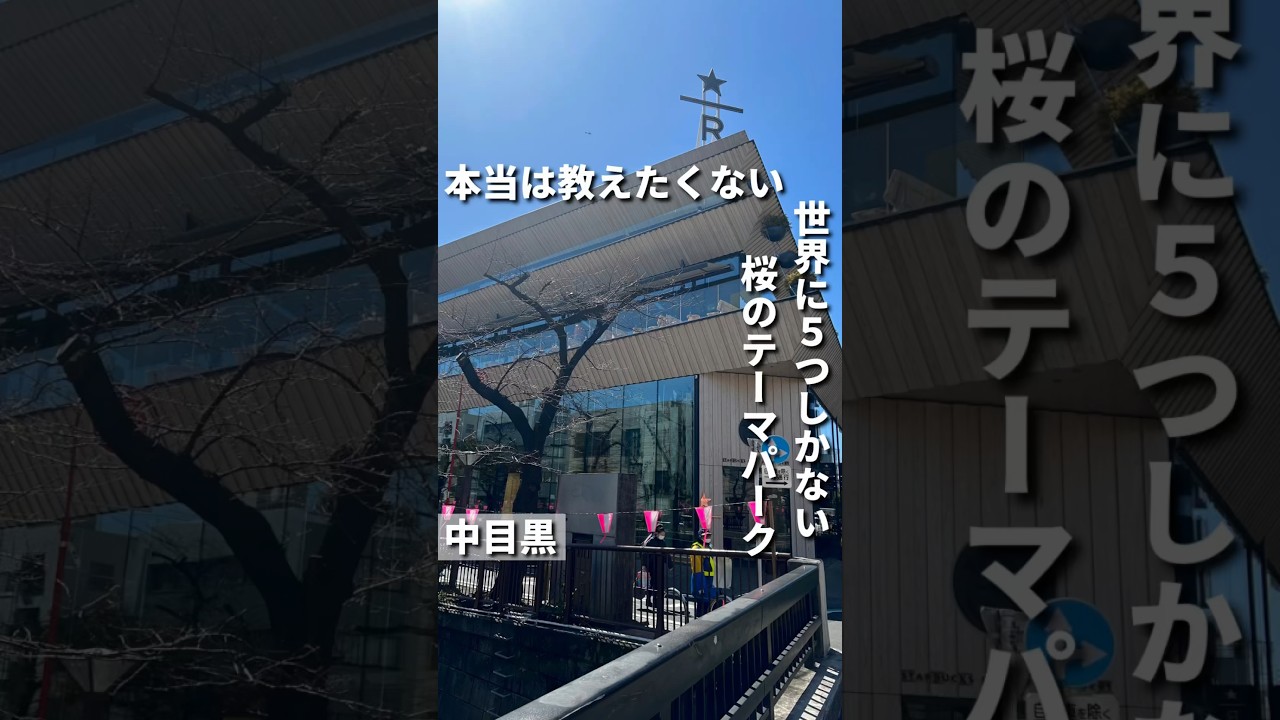 中目黒カフェ【世界に5つしかない桜のテーマパーク : Starbucks Reserve Roastery Tokyo】#中目黒カフェ#中目黒ランチ#お花見スポット