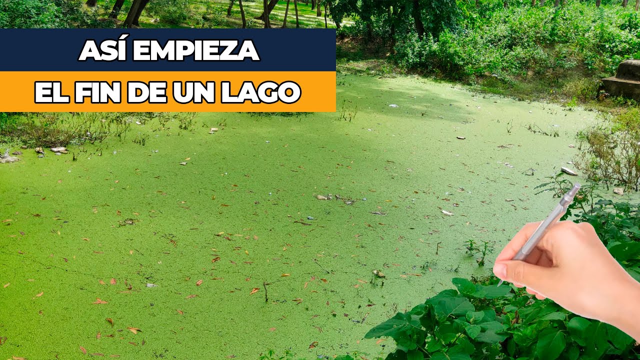 Eutrofización: los lagos verdes y el peligro de los nutrientes