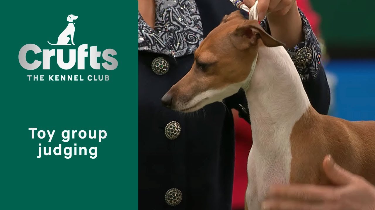 Групповое судейство (той) и презентация | Crufts 2023