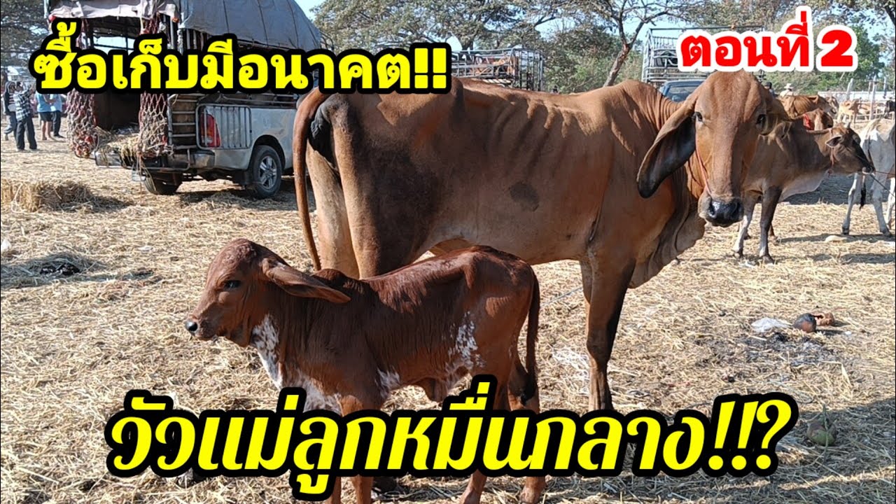 ตอนที่ 3 ตลาดวัวส้มป่อย วัวแม่ลูกน่าซื้อเก็บ หมื่นกลาง มีหลายโคม!?