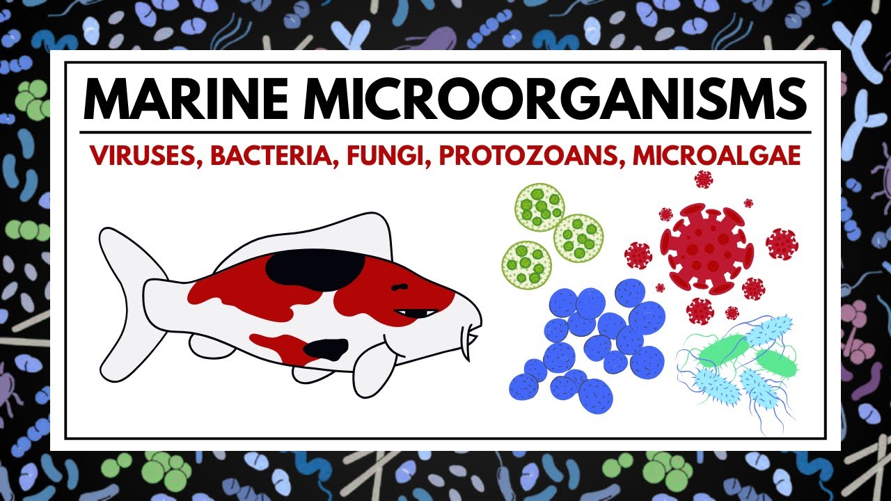 Marine Microorganisms: Ocean's Microbial Life (Viruses, Bacteria, Fungi, Protozoans, Microalgae)