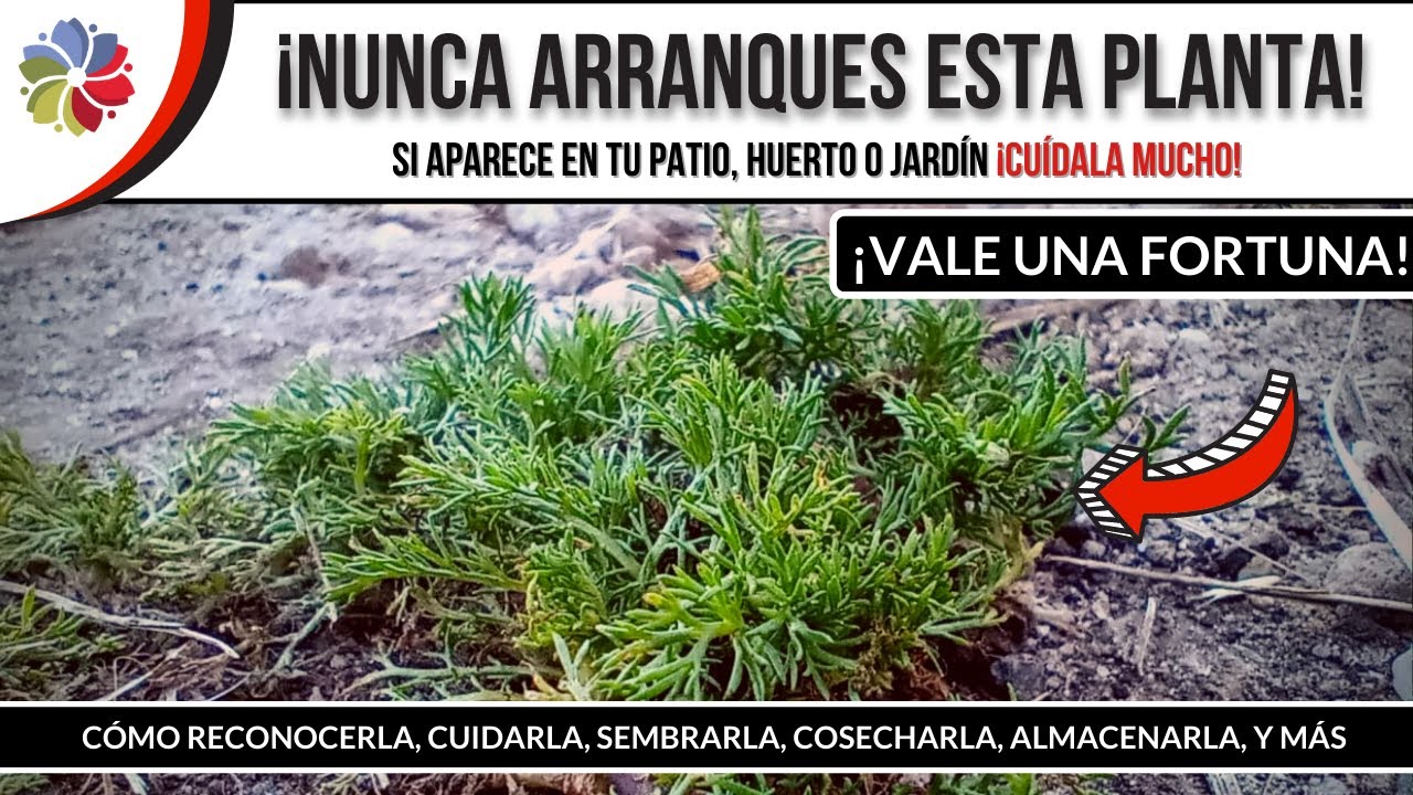 🌱 Si esta PLANTA te SALE en el PATIO de tu CASA, NUNCA la ARRANQUES ¡Te PAGARÁN una FORTUNA!