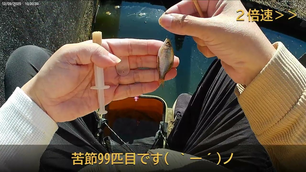 2026 2 1手賀沼、真冬でもクチボソは元気でした（フナ・タナゴも少々）