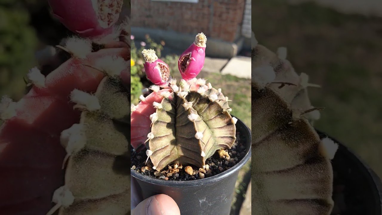 Семена кактусов 