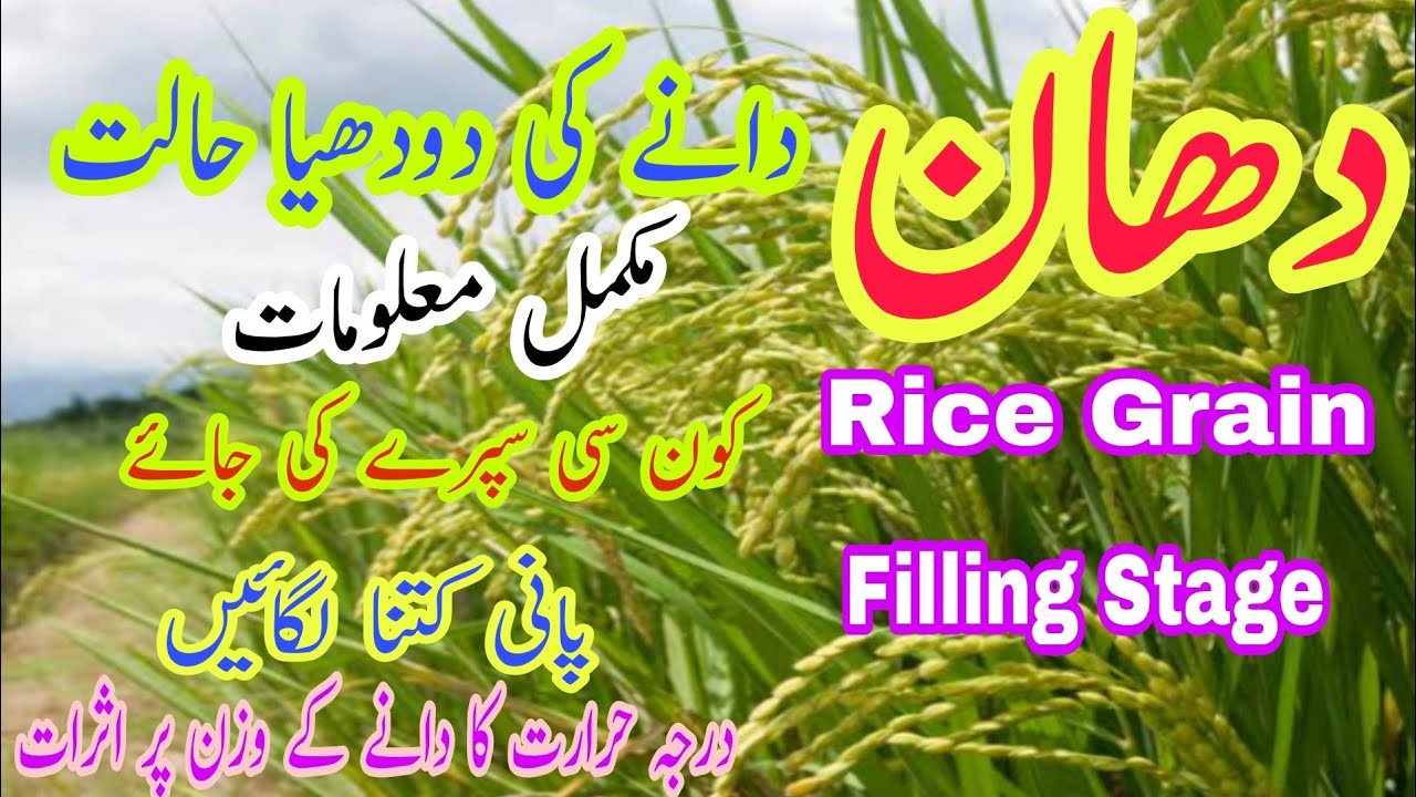 Rice care at Milk Stage | Grain Filling Stage in Rice | دودھیا حالت میں دھان فصل کی احتیاط