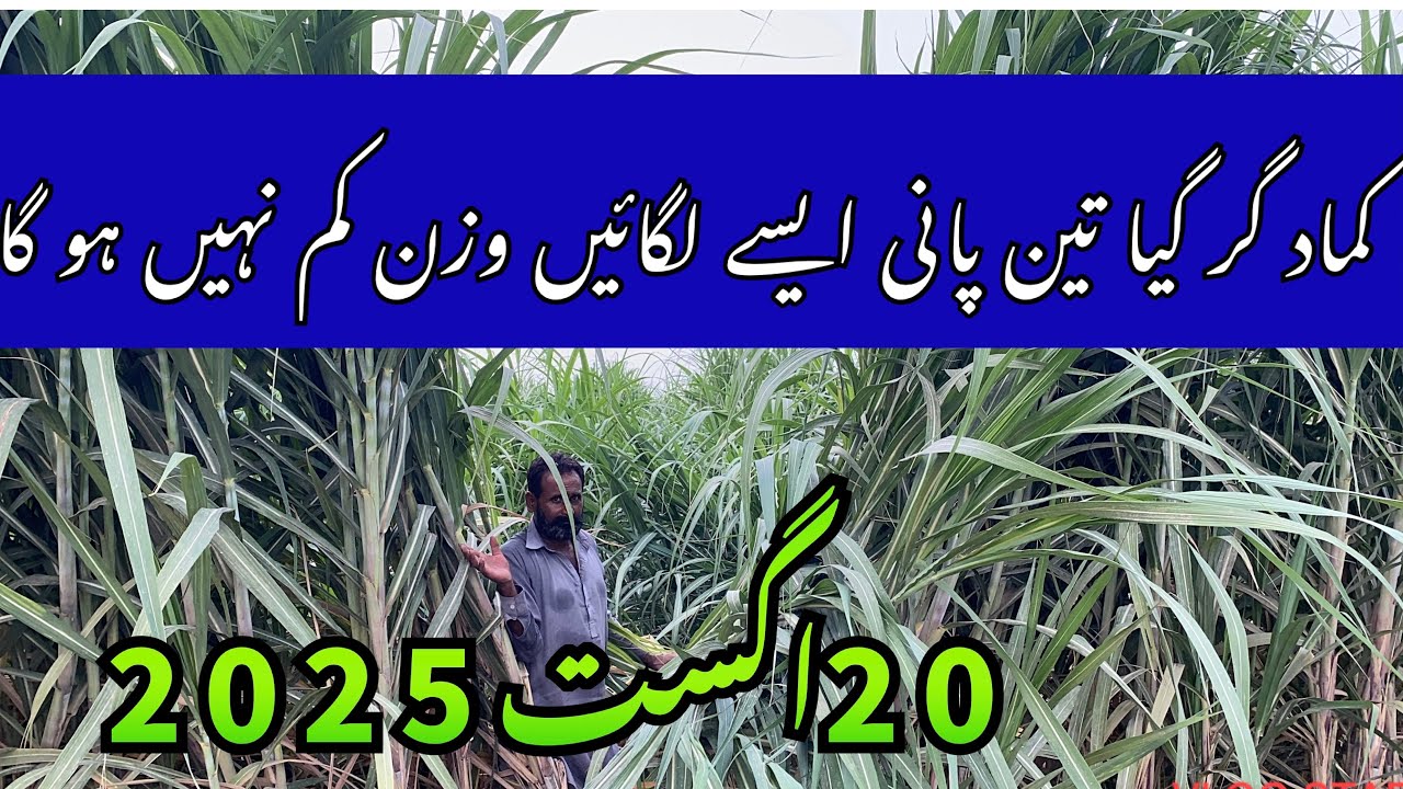 Sugarcane farming in Pakistan || کماد گر گیا ہے تو کیا استعمال کریں وزن کم نہ ہو || 20august 2025