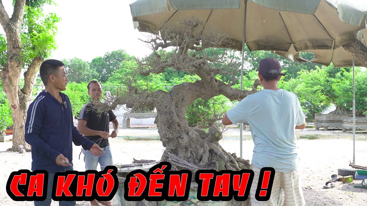 Nam Lê nặng tay xử lý khắc phục 1 cây dáng long cho ae Thanh Hóa | NamLe Bonsai