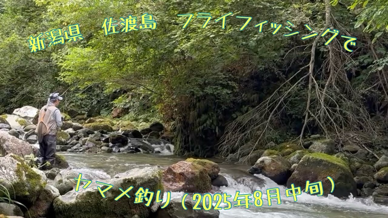 新潟県・佐渡島　フライフィッシングでヤマメ釣り（2025年8月中旬）