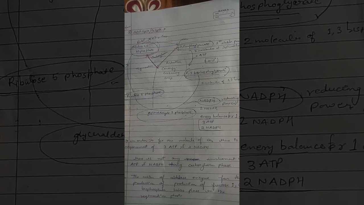c2/c3 cycle quick notes