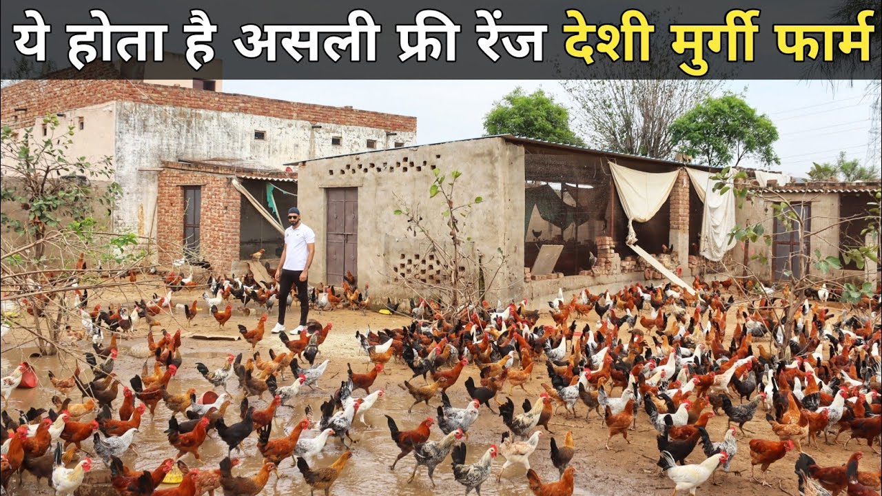 ऐसा Free Range Desi Poultry Farm देखकर मज़ा आ जाएगा | Desi Poultry Farming | Desi Murgi Palan