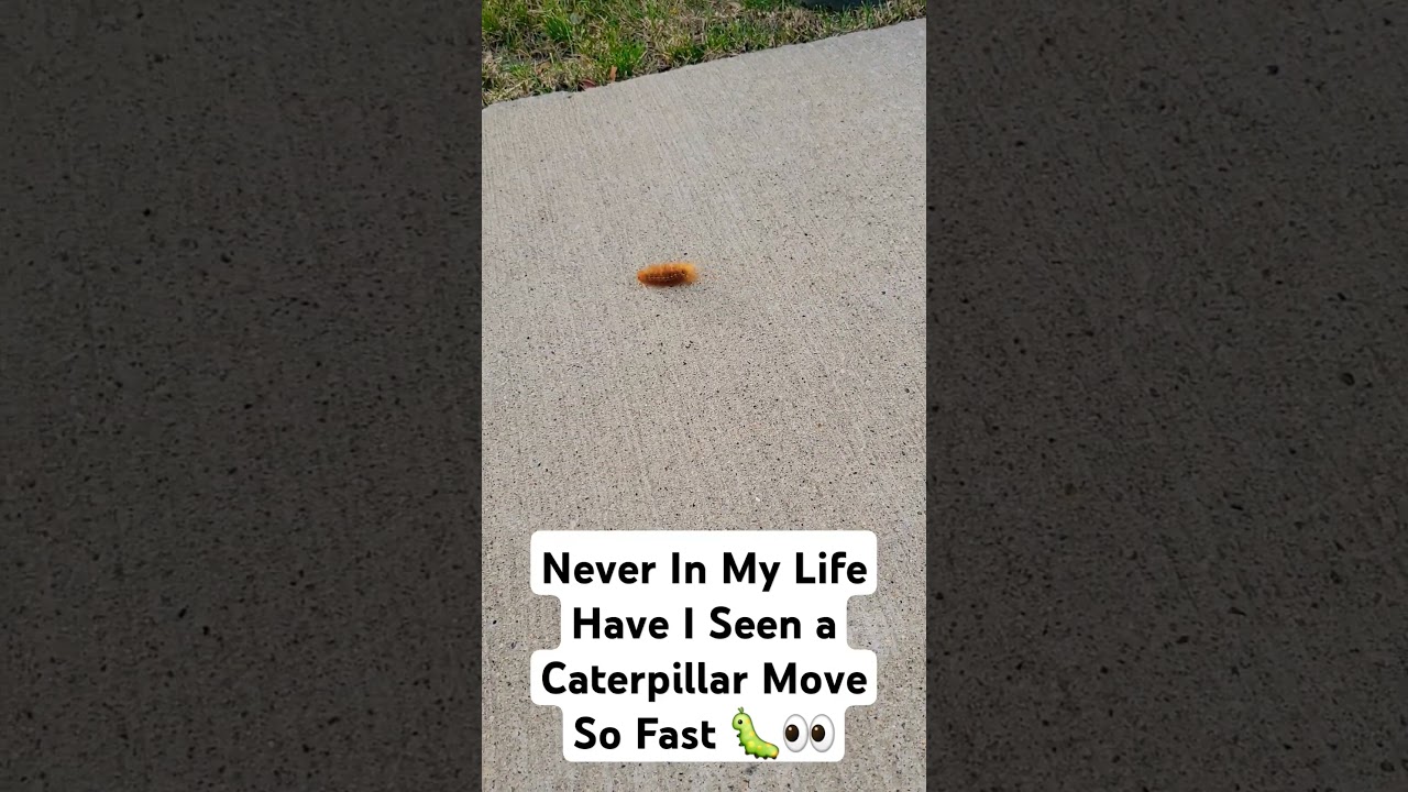 Forget The Worm, Drop That Caterpillar 🐛 #caterpillar #fast #youtube #youtubeshorts