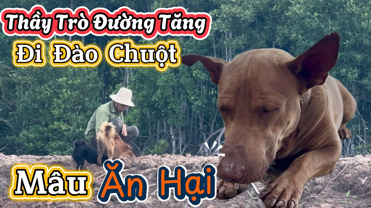 Sự Phụ Đường Tăng Cùng Các Đệ Tử Đi Đào Hang Chuột - Mâu Ăn Hại Bị Sen La Mắng