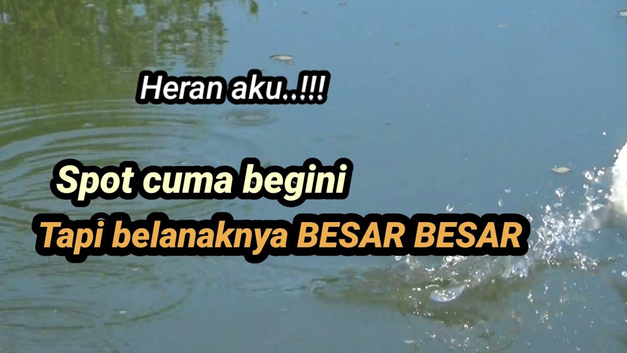 Setingan Umpan Dasar Target Belanak JUMBO