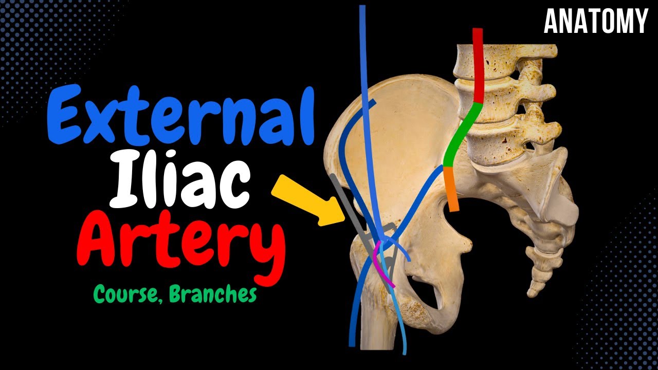Схема наружной подвздошной артерии (Ход, Ветви) | Анатомия