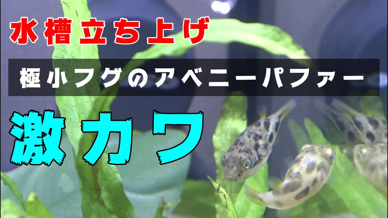 小型水槽で極小の淡水フグの飼育（アベニーパファー）簡単に立ち上げてみた