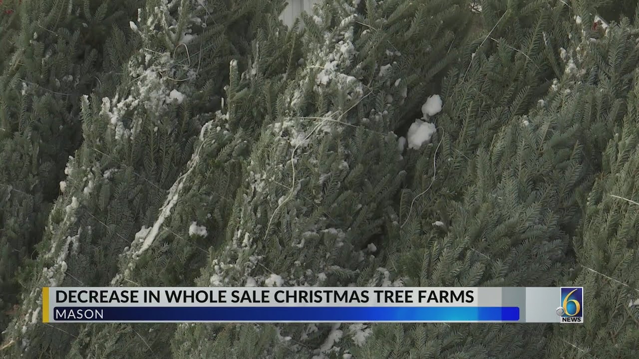 Officials say Wholesale Christmas Tree Farms are decreasing