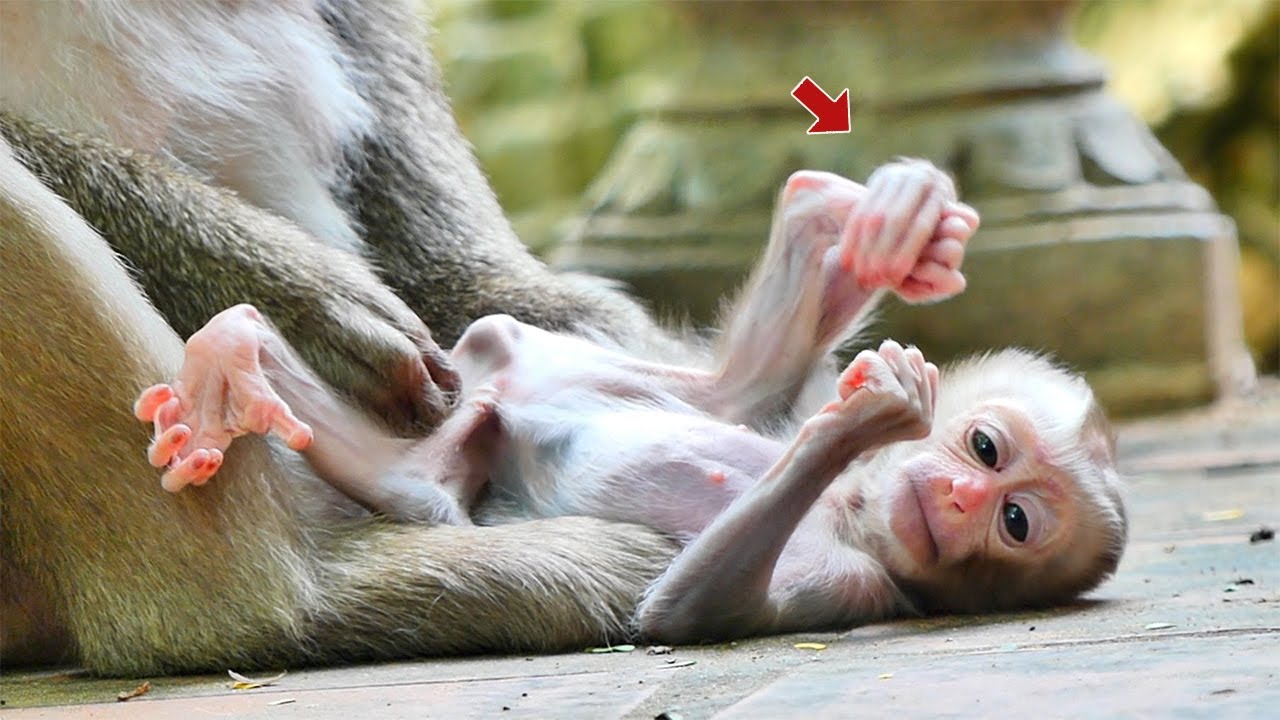This Newborn Monkey Is So Full of Life! Baby Monkey Tries to Move Alone | So Brave and Lovely