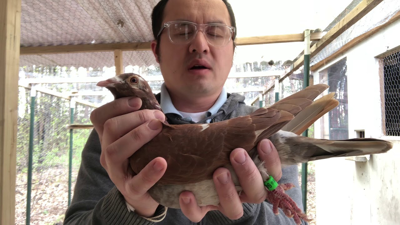 My Favorite 2018 Karel Meulemans Cock Bird