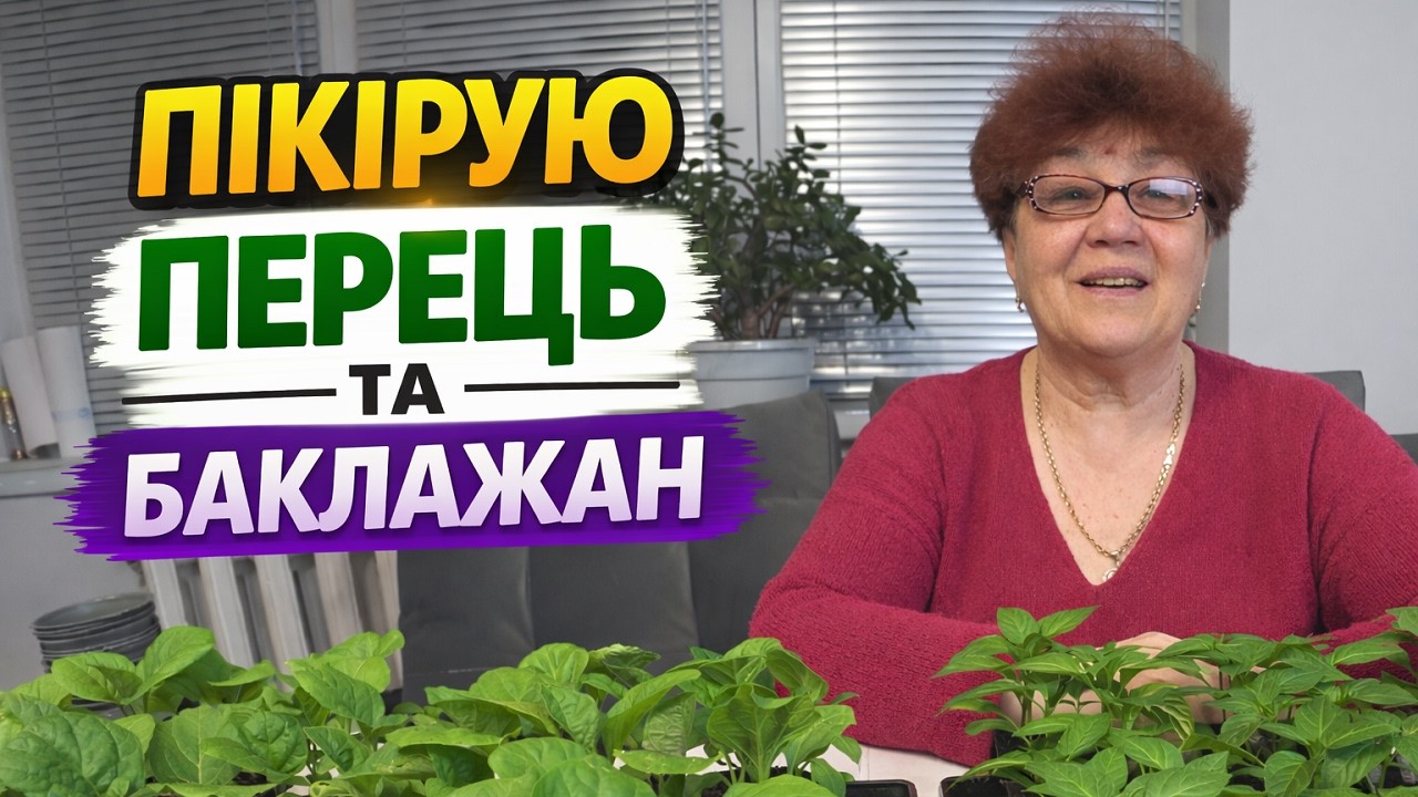 Розсада перцю та баклажанів. Вирощування. Перевалка в горшки.