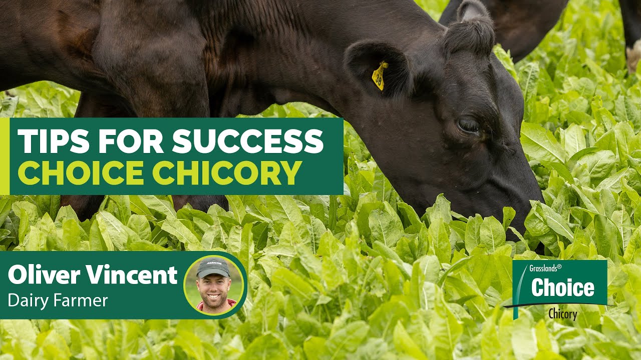 Tips for success - how farmers use Choice chicory to grow more quality feed
