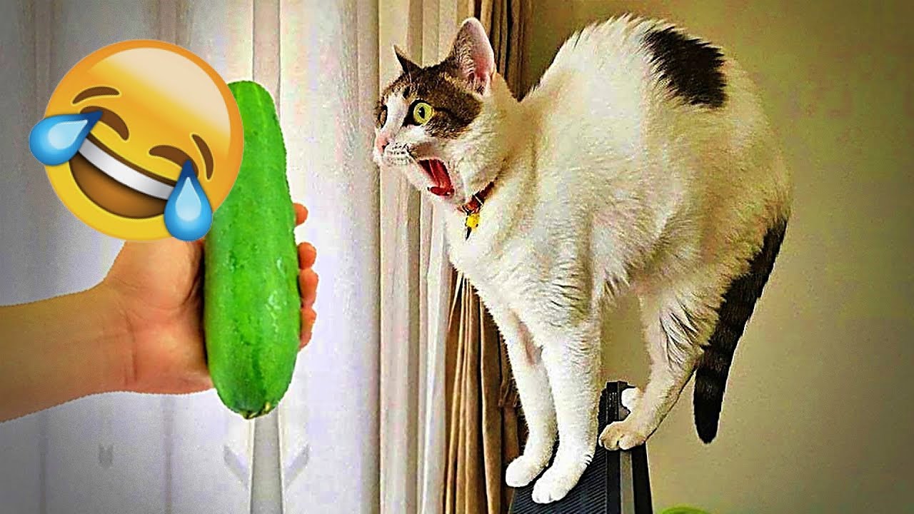 You Laugh You Lose 😂 Funniest Cats and Dogs 2026😼