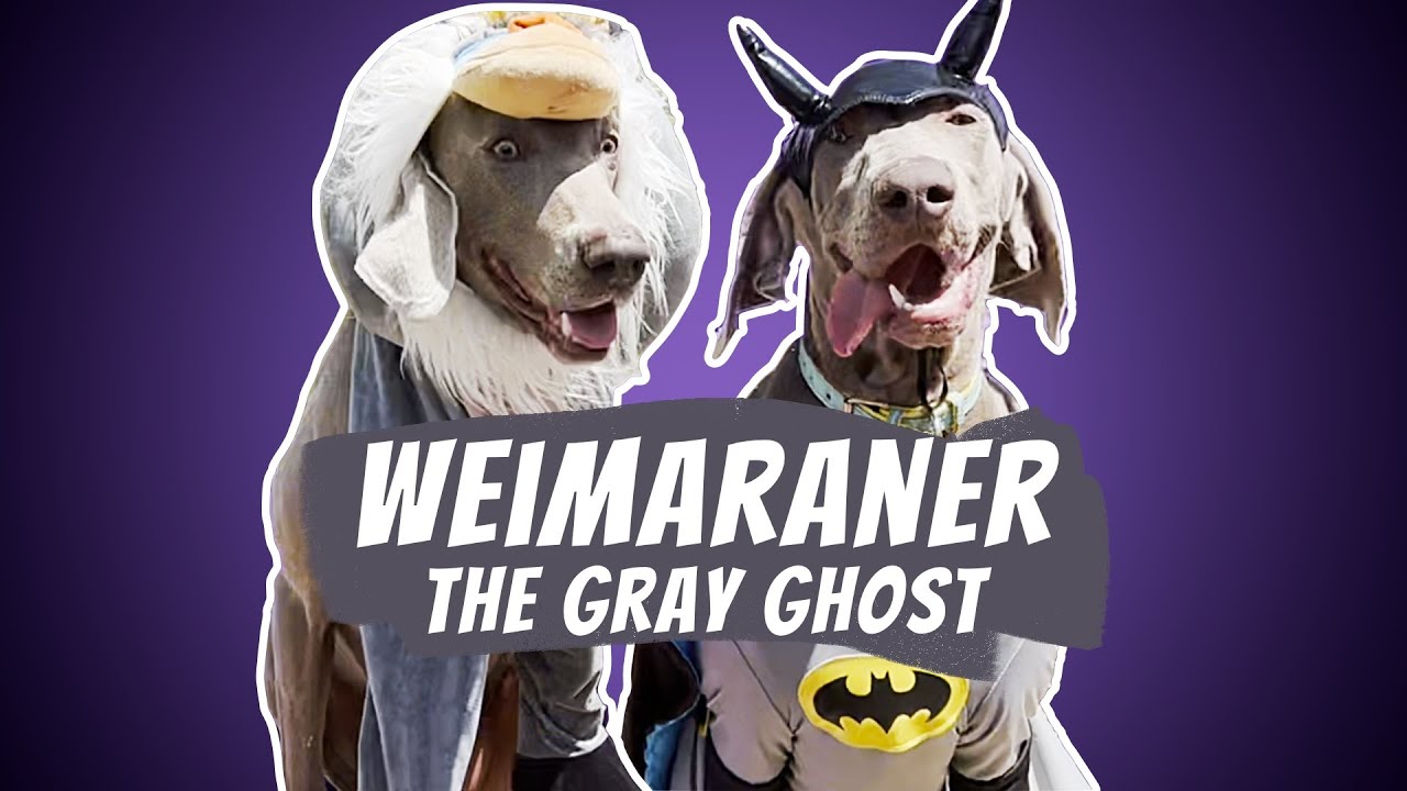 Weimaraner (The Gray Ghost) The King Of Stealth!