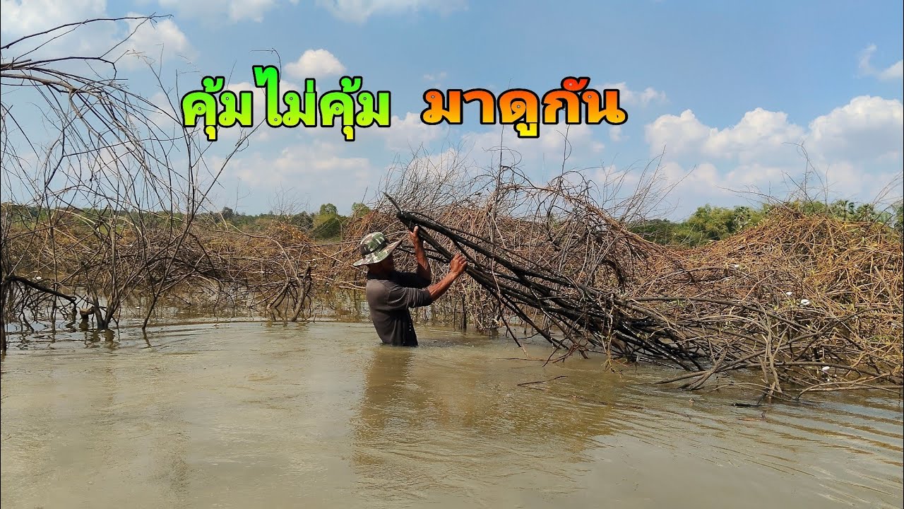 ลื้อป่าใส่ดาง10เซนคุ้มไหมมาดูกันครับ