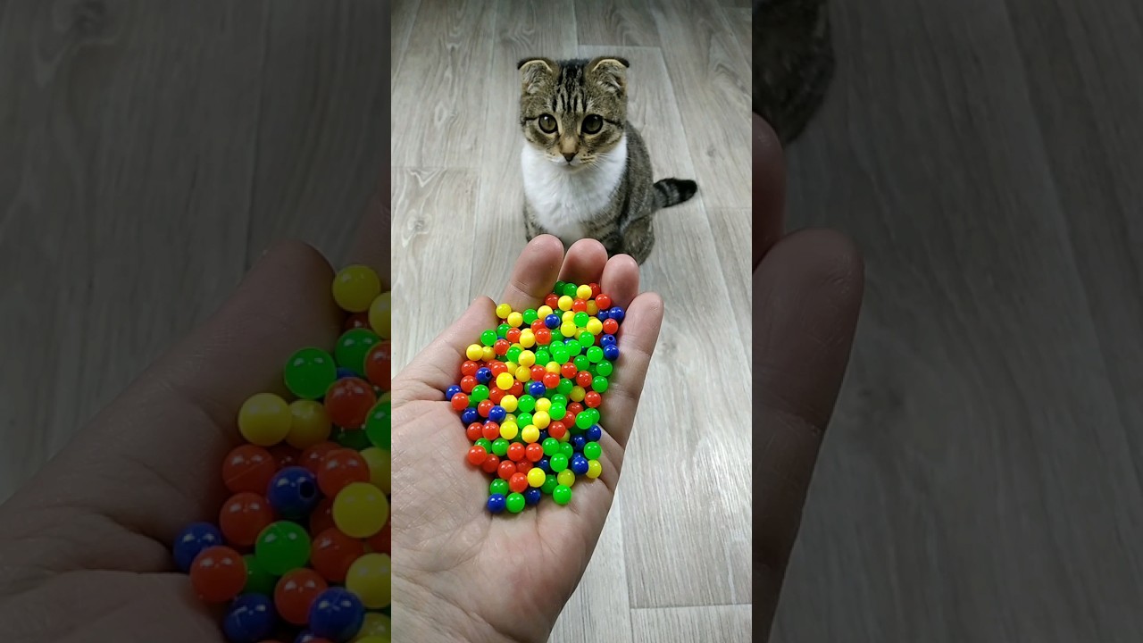❤🐱 Cat Satisfying Video ASMR #reverse #marblerunandmore #asmr #satisfyingvideo