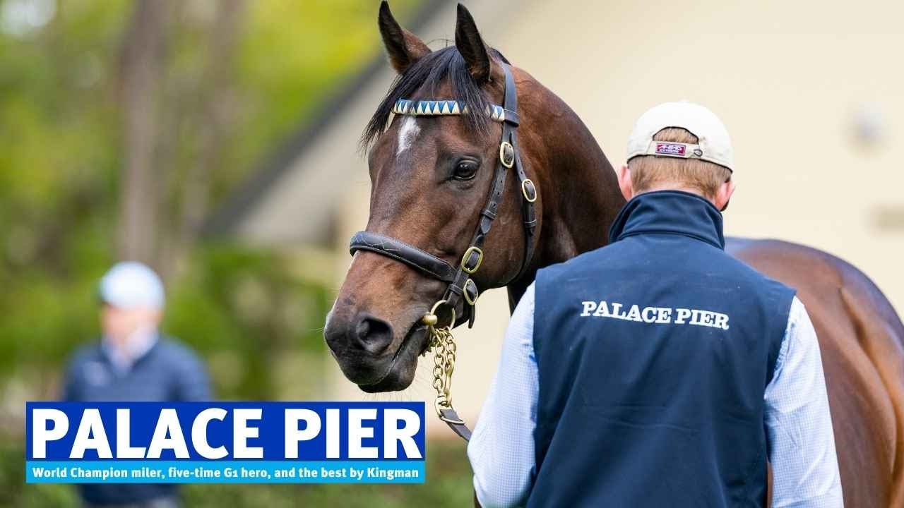 Австралия: Palace Pier 2022 Stallion Showreel
