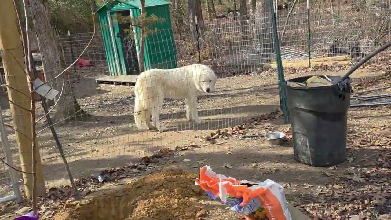 Петушиное нападение... Подстригите шпоры.