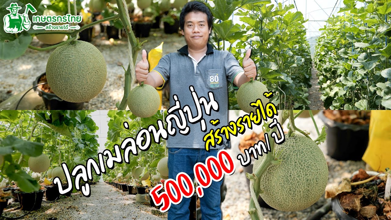 Ep50 ตอน ปลูกเมล่อนญี่ปุ่น สร้างรายได้ เดือนละ 60,000 บาท