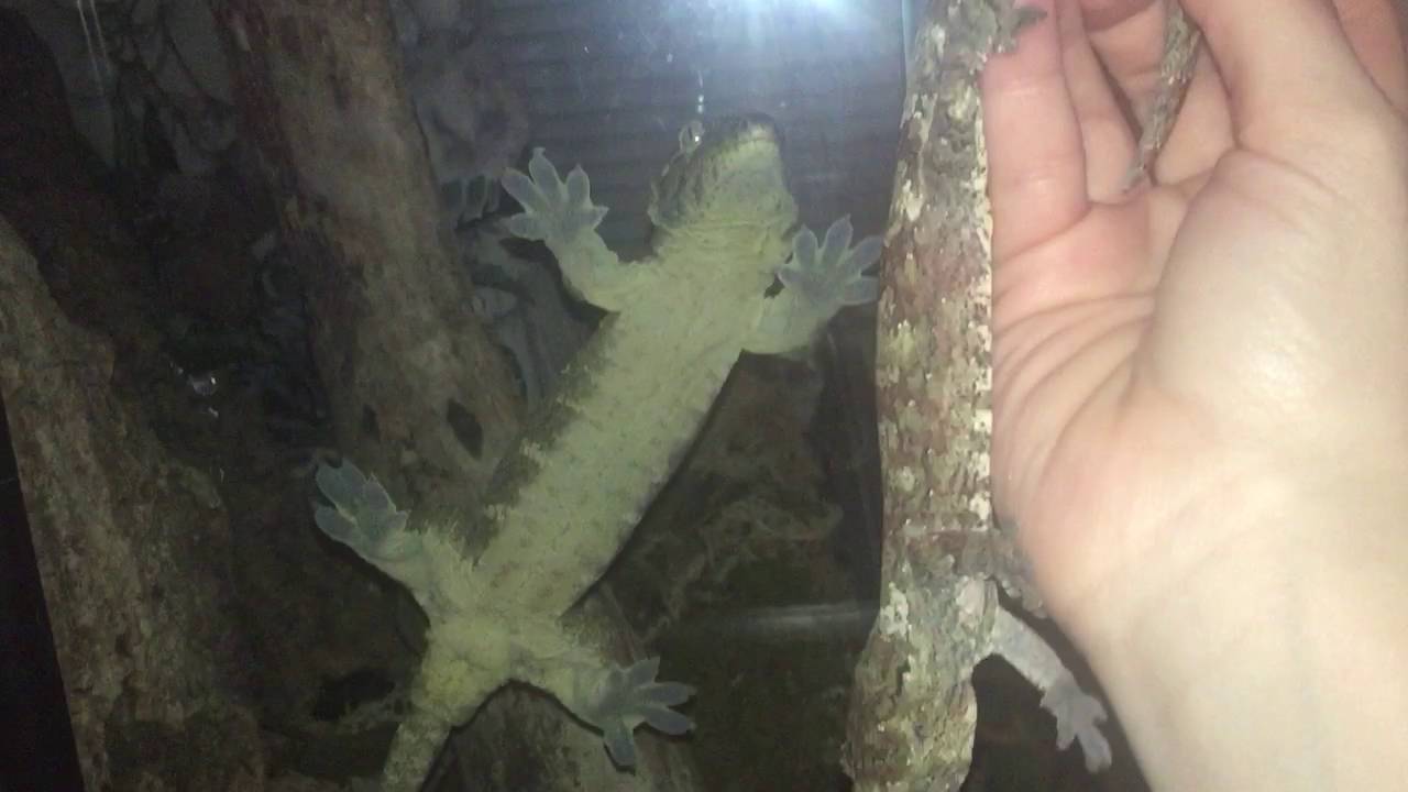 Leachie tail wag / tail twitch