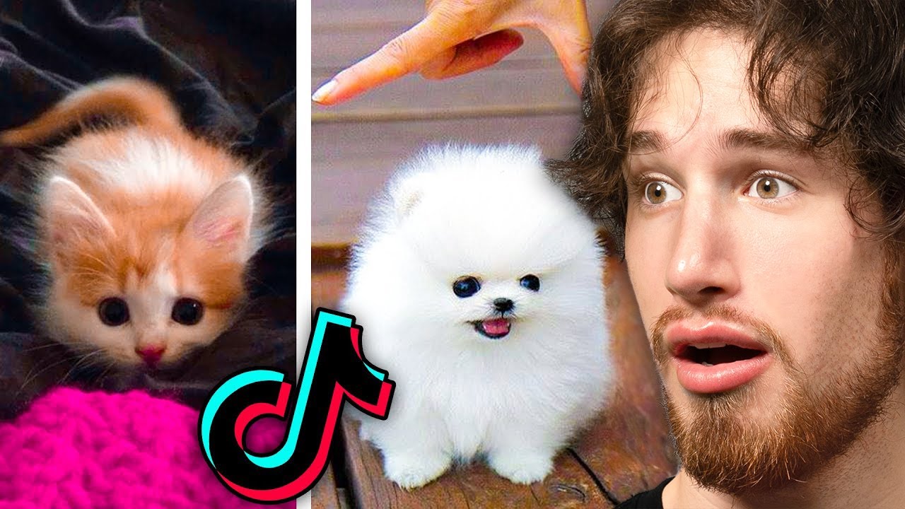 The CUTEST Animals On TIKTOK