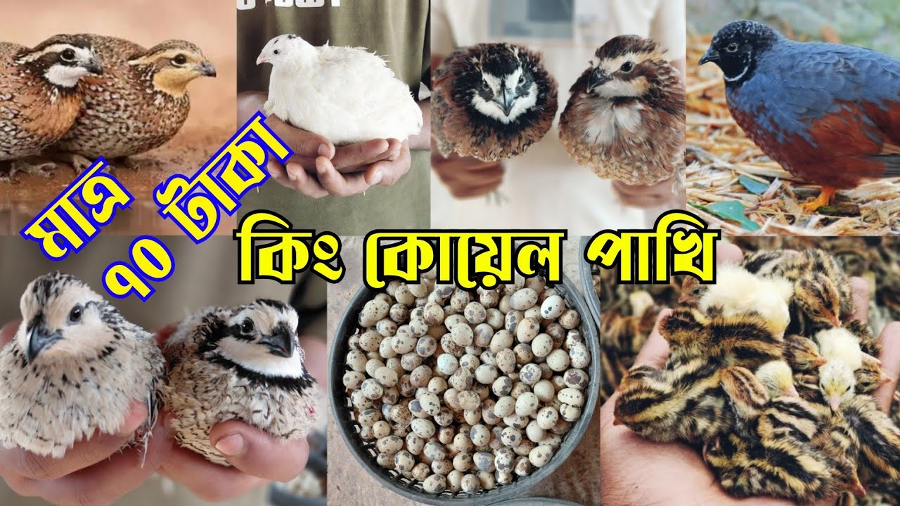 ইউরোপীয়ান কোয়েল পাখির বর্তমান দাম || Koyel pakhir dam || King koyel price in Bangladesh
