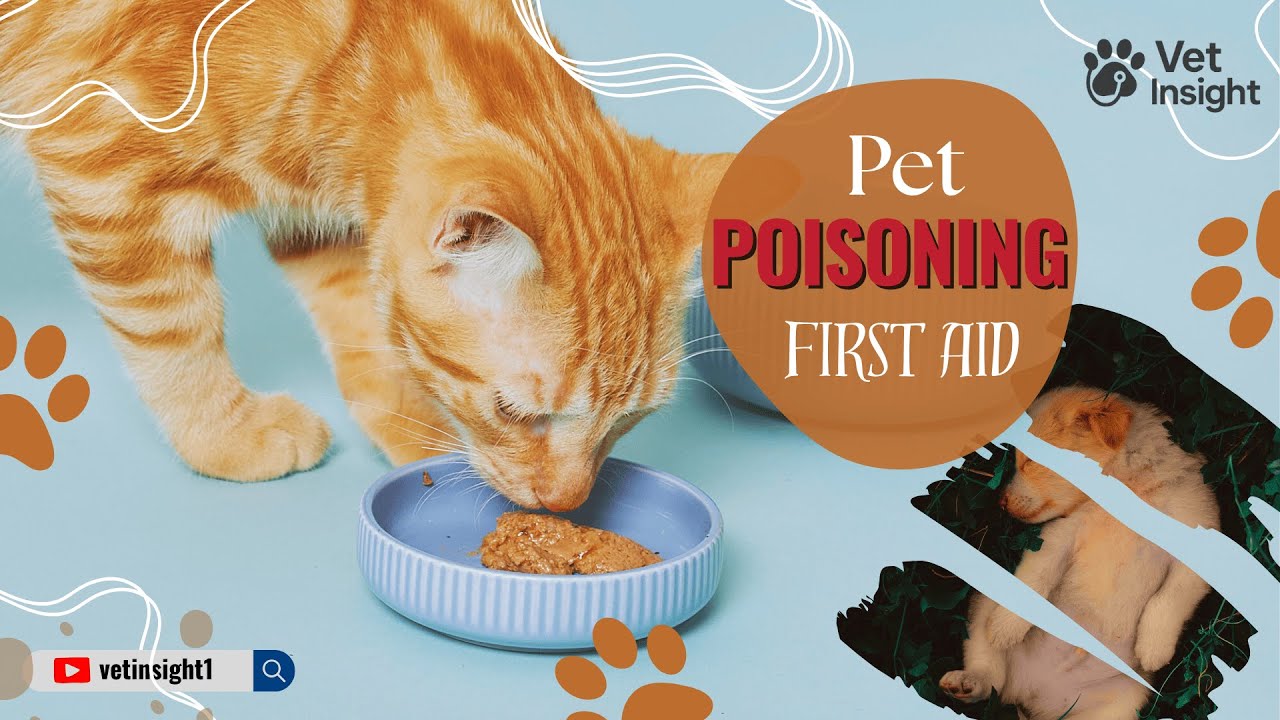 Pet Poisoning: The Emergency Guide You NEED