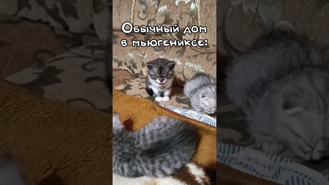 Типичный дом в мьюгениксе... 🐕🐕🐕  #memes #gaming #mewgenics #roguelike