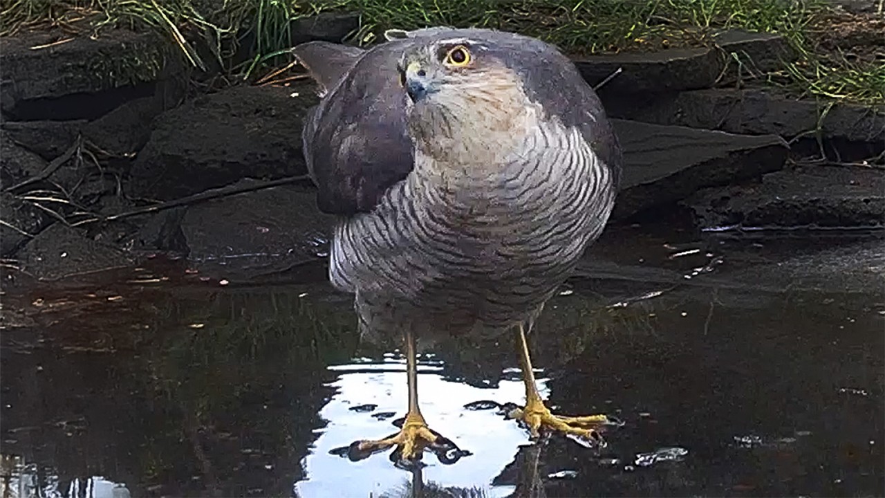 This Sparrowhawk Looks Like It's Walking On Water | Discover Wildlife | Robert E Fuller