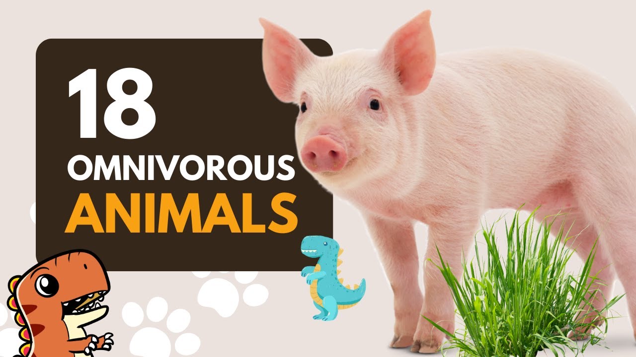 18 Omnivorous Animal Names for Kids to Learn - Educational Video