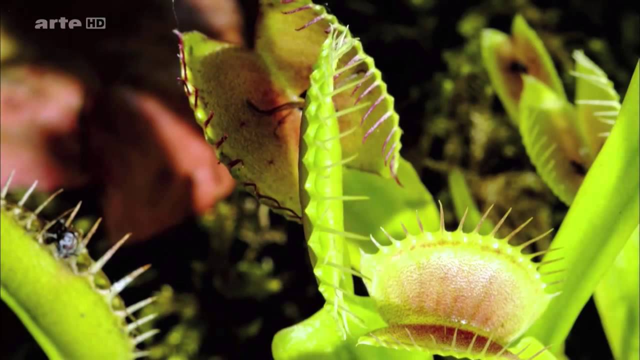 Die Tricks der Pflanzen   T&ouml;dliche Fallen   Arte Doku HD