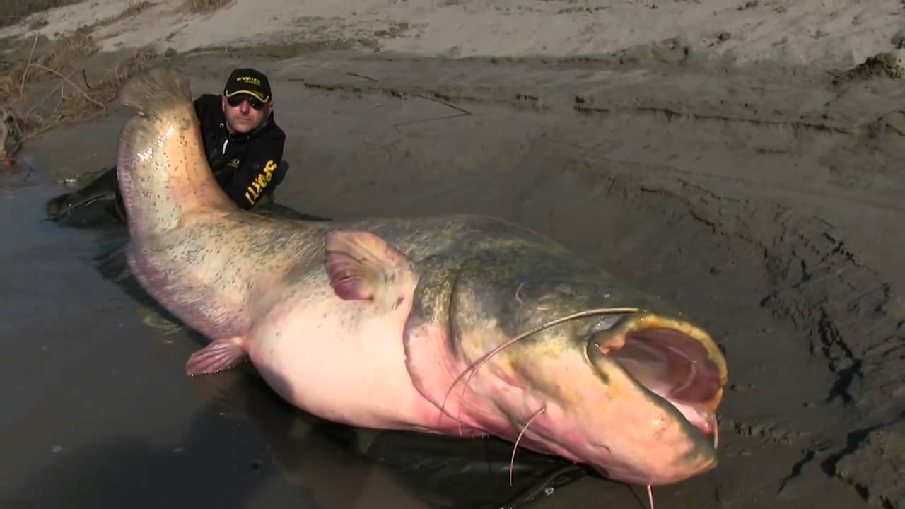 Largest catfish - new world record 2015 from Italy - 2,67m & 127 kg