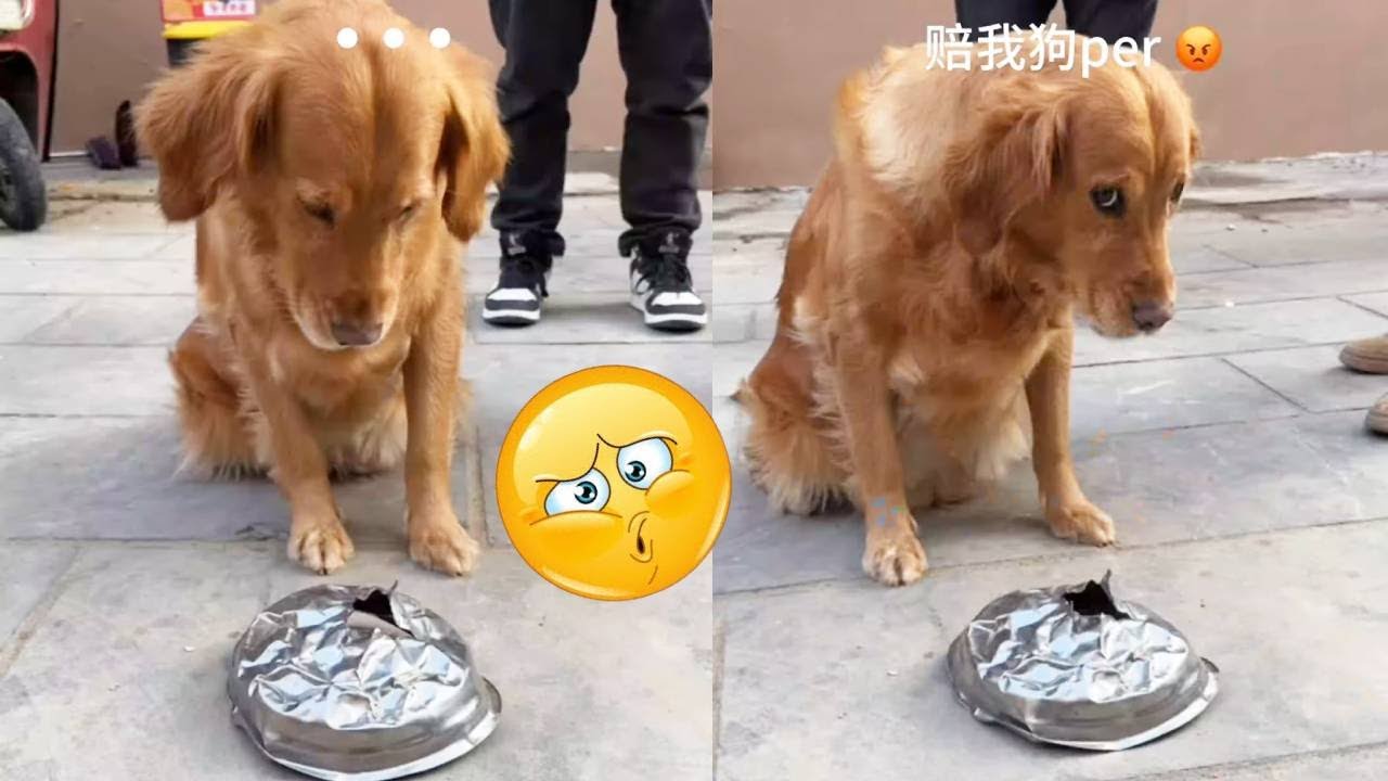 Dog: My utensil is broken, I have to pay for it!
