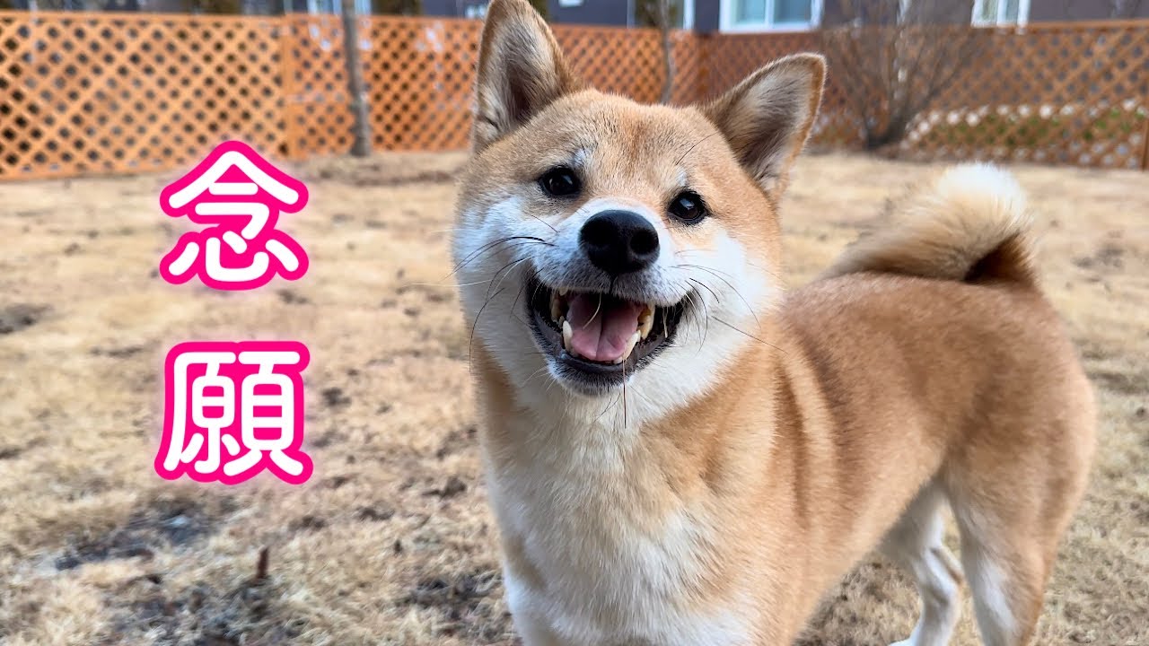 遂に夢だった自宅ドッグランが完成し笑顔で走り回る愛犬の姿に胸が熱くなりました！