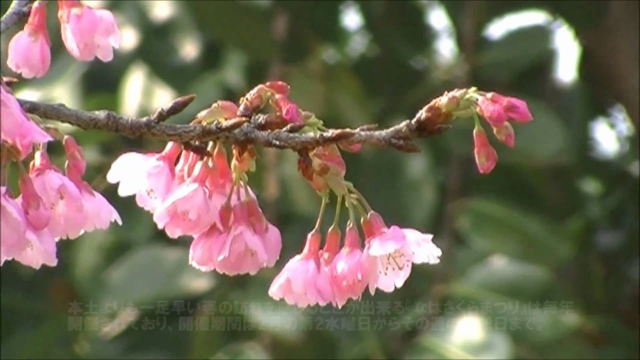 なはさくらまつり2011 (2月9日)