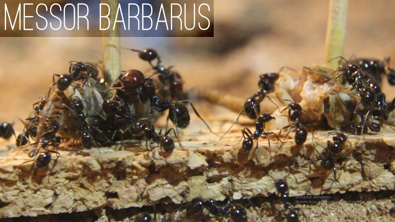 Messor barbarus - Das Erwachen nach dem Winter