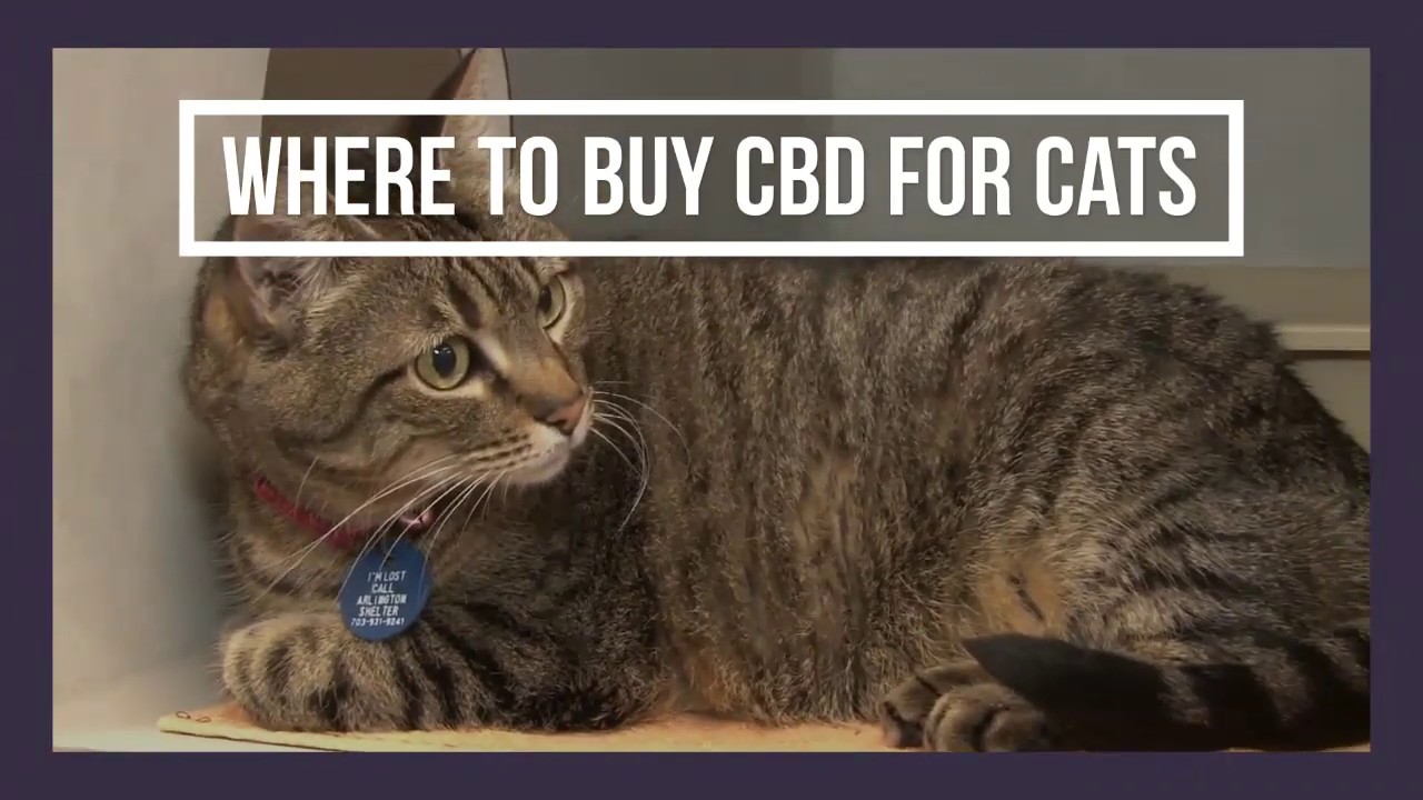 Where to Buy CBD for Cats - Special Guide on Benefits, Side Effects, Nausea,Heart Disease, Cancer
