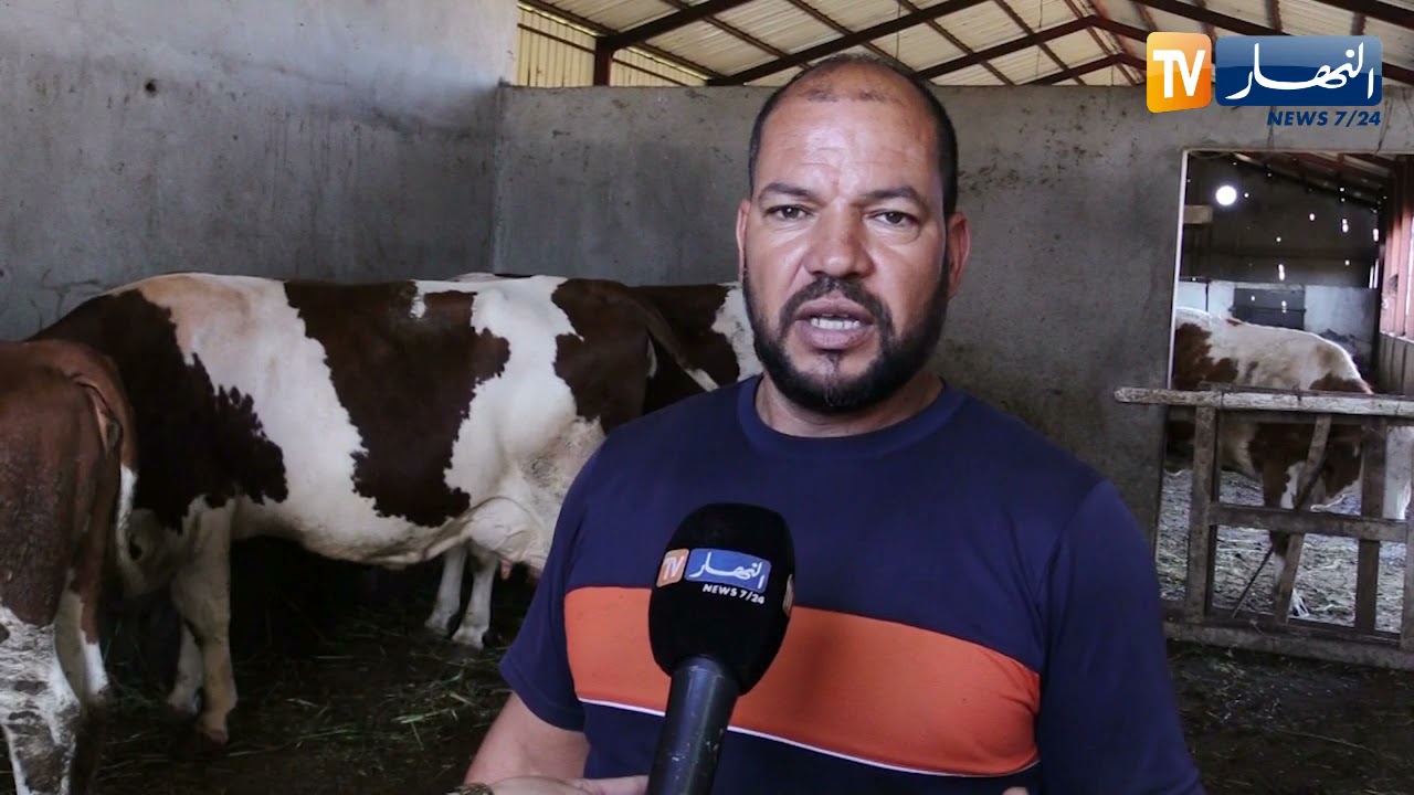 في ظل غلاء اللحوم والحليب.. هذا ما تكلفه الأعلاف الخاصة بالأبقار